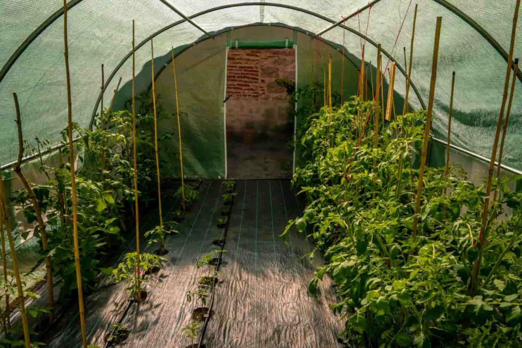 crops-growing-greenhouse-wooden-sticks-min.jpg