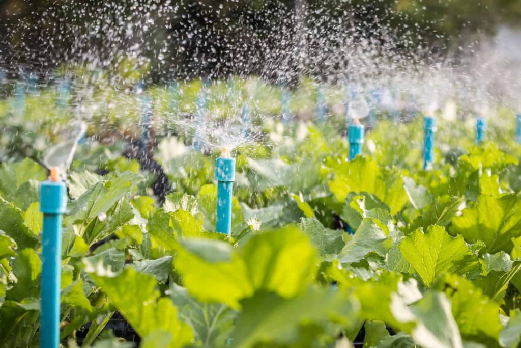 water-sprinkler-system-working-green-vegetable-garden-min.jpg