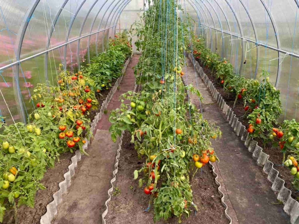growing-tomatoes-greenhouse-min.jpg